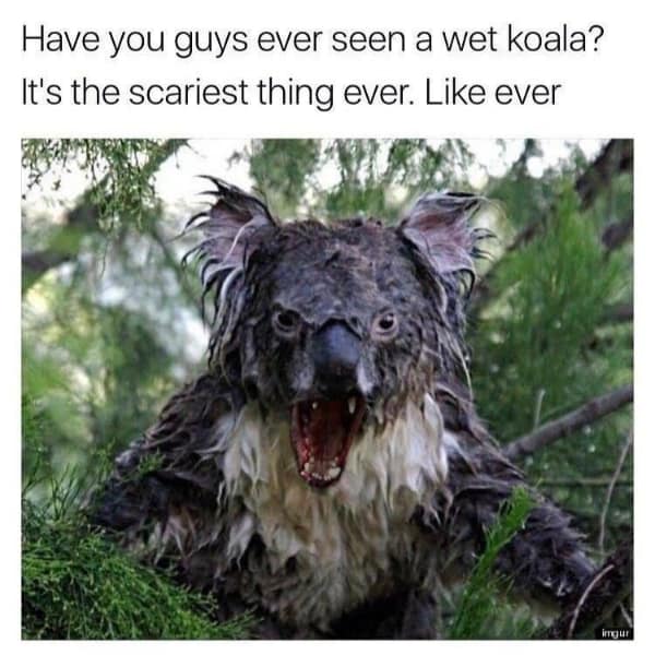 Have you guys ever seen a wet koala? It's the scariest thing ever. Like ever