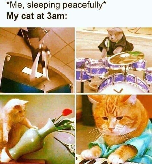 *Me, sleeping peacefully* My cat at 3am: