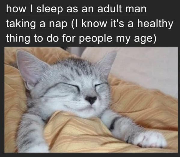 cat memes, Funny Cat Pictures, Hilarious Cat Fails, Feline Funnies, Cat Comedy, Hilarious Kitty Capers