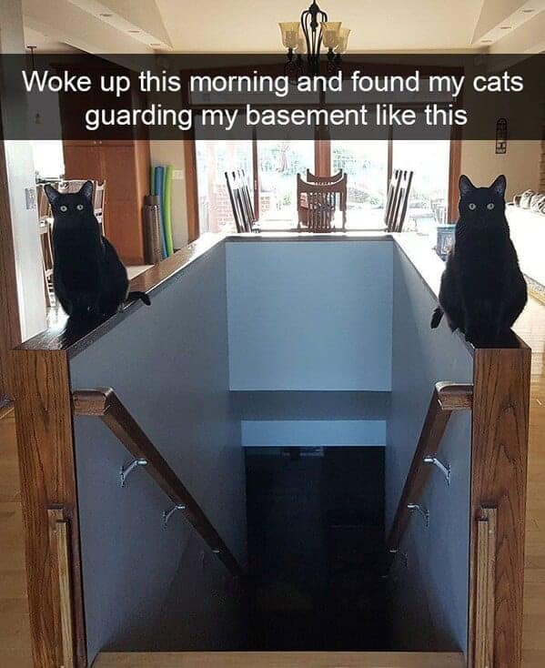 Woke up this morning and found my cats guarding my basement like this