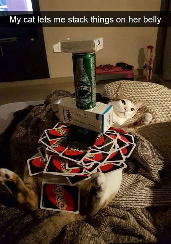 My cat lets me stack things on her belly