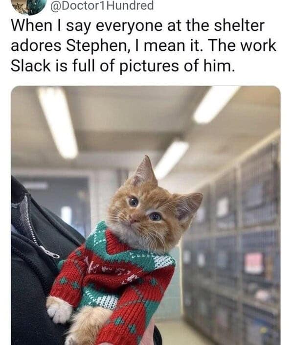 When I say everyone at the shelter adores Stephen, I mean it. The work Slack is full of pictures of him.