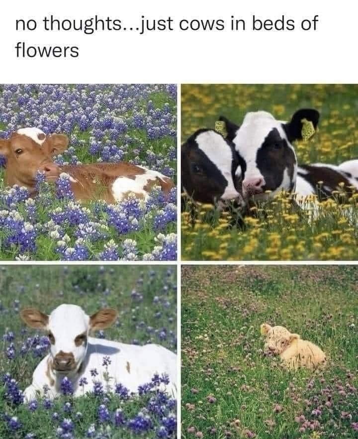 classic memes, vintage memes, viral tweets, viral memes, best memes, trending tweets, funny internet memes, old memes