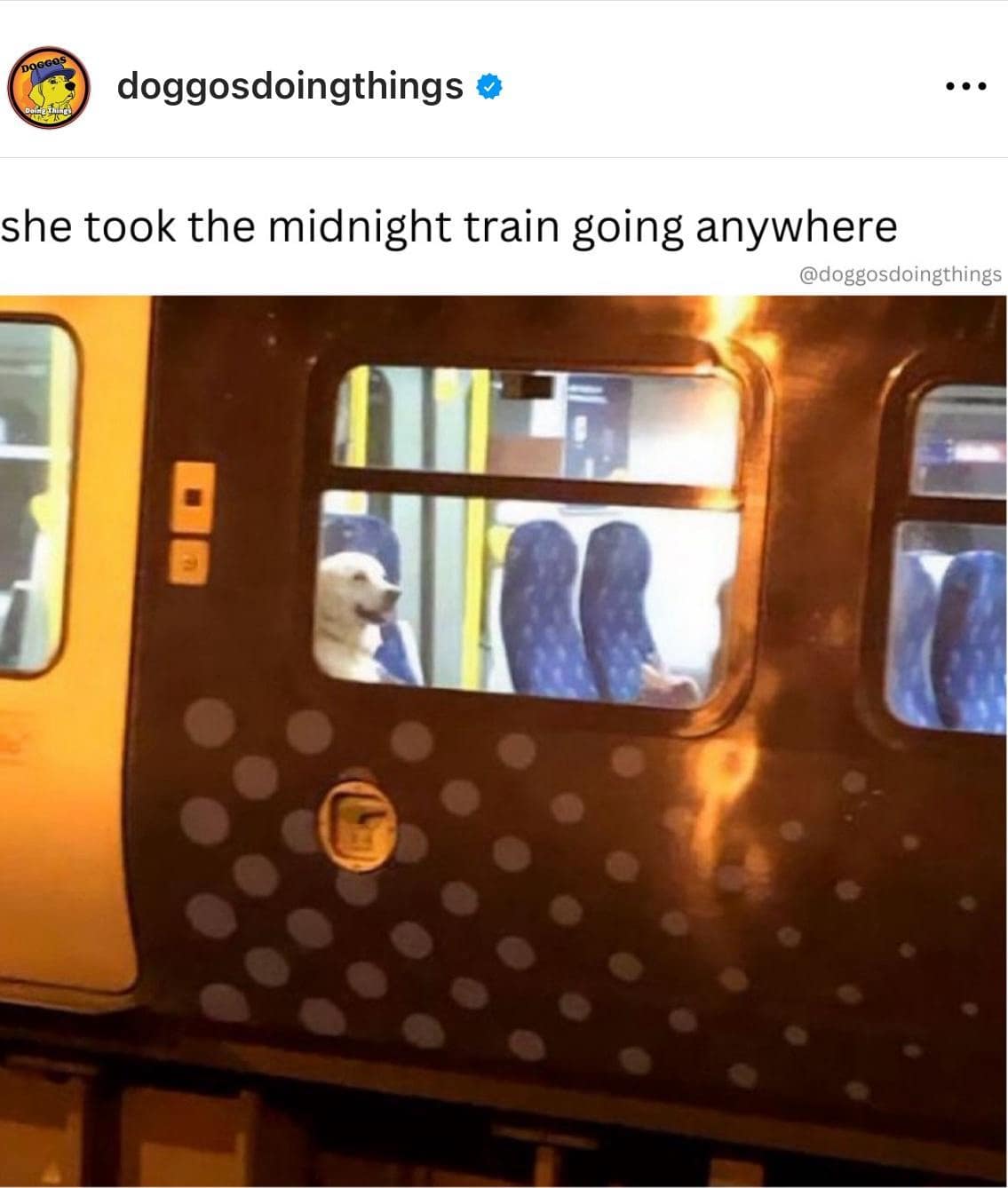 DOGGOS doggosdoingthings o •• • she took the midnight train going anywhere @doggosdoingthings