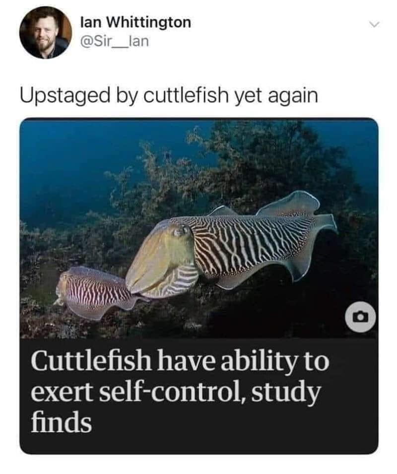 classic memes, vintage memes, viral tweets, nternet trends, meme culture, social media humor, trending content, subreddits, meme accounts