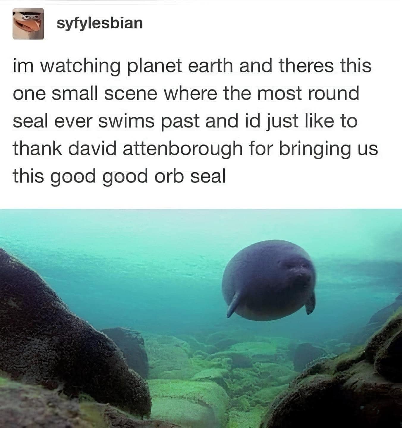 syfylesbian im watching planet earth and theres this one small scene where the most round seal ever swims past and id just like to thank david attenborough for bringing us this good good orb seal