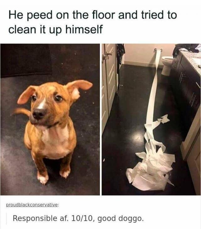 He peed on the floor and tried to clean it up himself proudblackconservative: Responsible af. 10/10, good doggo.