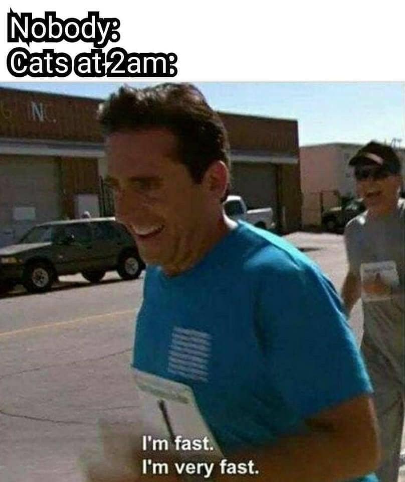 Nobody: Cats at 2am: I'm fast. I'm very fast.