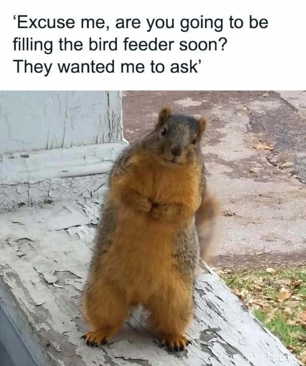 country memes, rural memes, farm memes, rural comedic jokes, countryside humor, rural humor, backroad comedic bits, farmland joke references, small-town funnies, southern jokes, deep south comedic asides, southern-living laughter, Dixie laughs