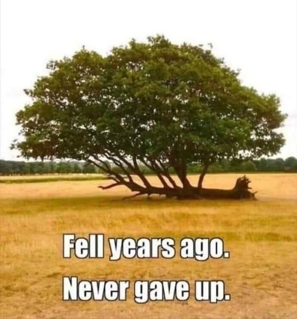 country memes, rural memes, farm memes, rural comedic jokes, countryside humor, rural humor, backroad comedic bits, farmland joke references, small-town funnies, southern jokes, deep south comedic asides, southern-living laughter, Dixie laughs