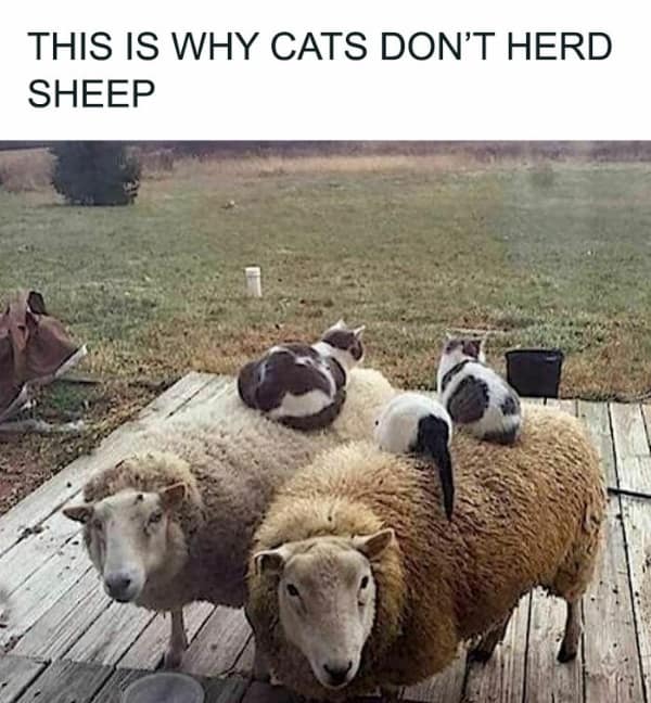 country memes, rural memes, farm memes, rural comedic jokes, countryside humor, rural humor, backroad comedic bits, farmland joke references, small-town funnies, southern jokes, deep south comedic asides, southern-living laughter, Dixie laughs