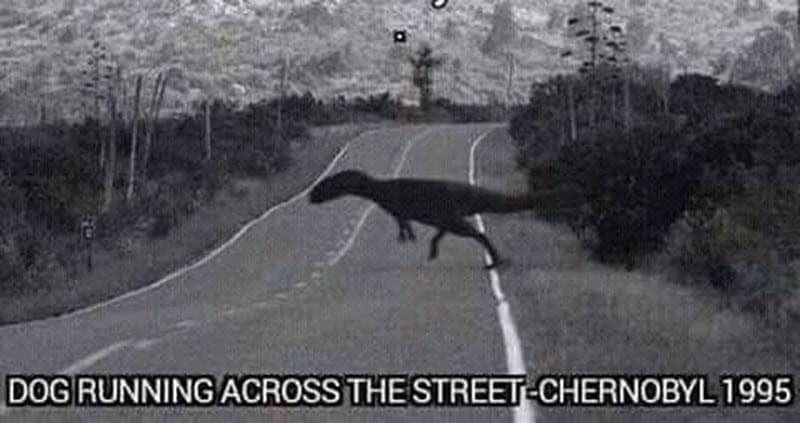 dog memes, wholesome dog memes, funny dog pictures: comedic canine snapshots, dog photo laughs, comedic dog images