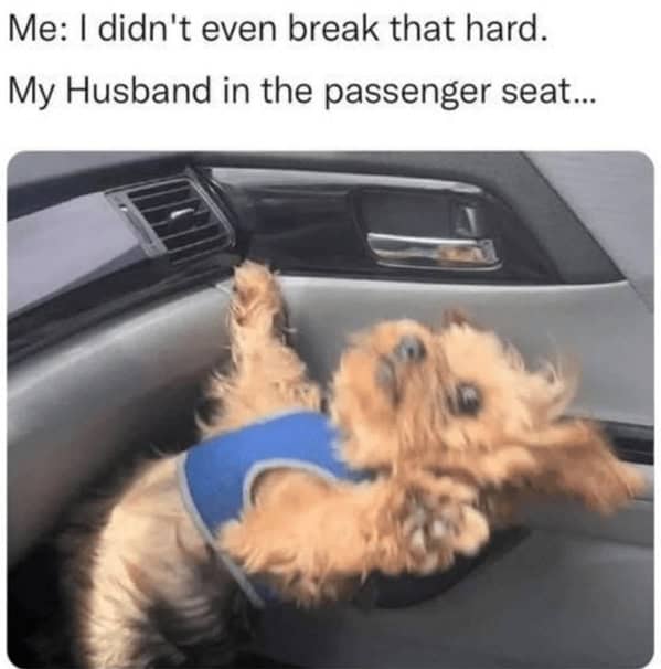 dog memes, pet jokes, canine humor, furry friends, pup memes, doggo humor, tail-wagging jokes