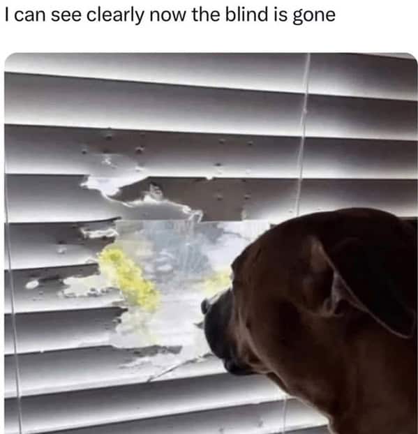 dog memes, pet jokes, canine humor, furry friends, pup memes, doggo humor, tail-wagging jokes