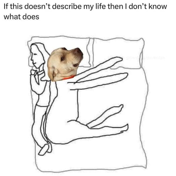 dog memes, pet jokes, canine humor, furry friends, pup memes, doggo humor, tail-wagging jokes