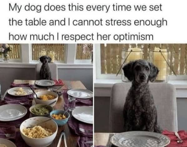 dog memes, pet jokes, canine humor, furry friends, pup memes, doggo humor, tail-wagging jokes