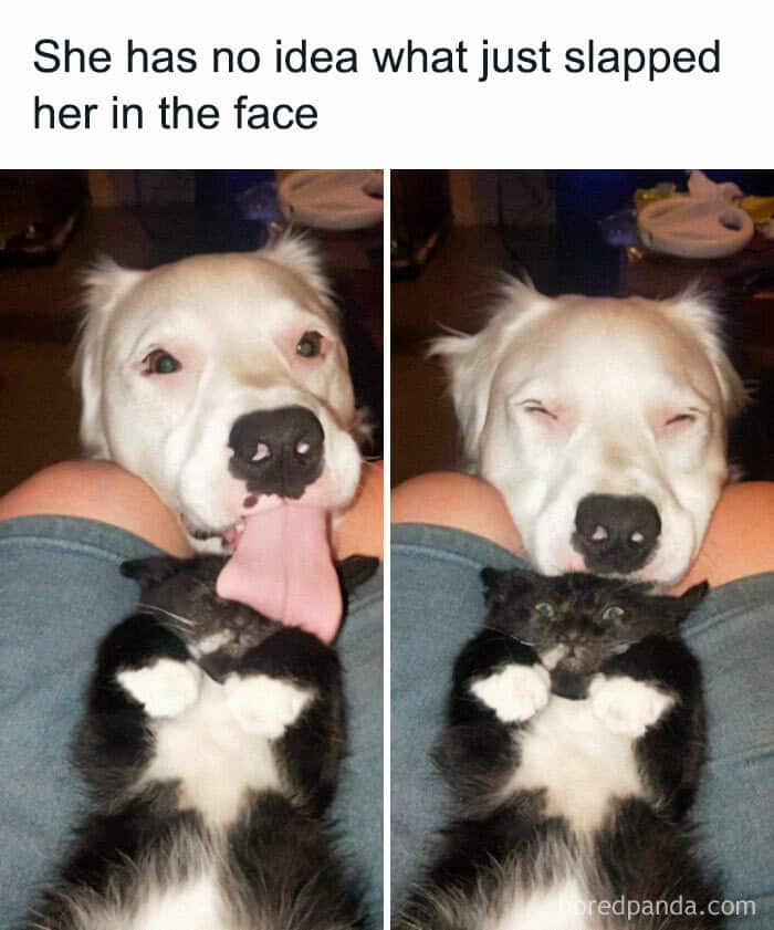 dog memes, wholesome dog memes, funny dog pictures: comedic canine snapshots, dog photo laughs, comedic dog images