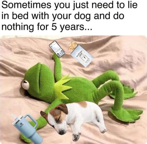 dog memes, pet jokes, canine humor, furry friends, pup memes, doggo humor, tail-wagging jokes