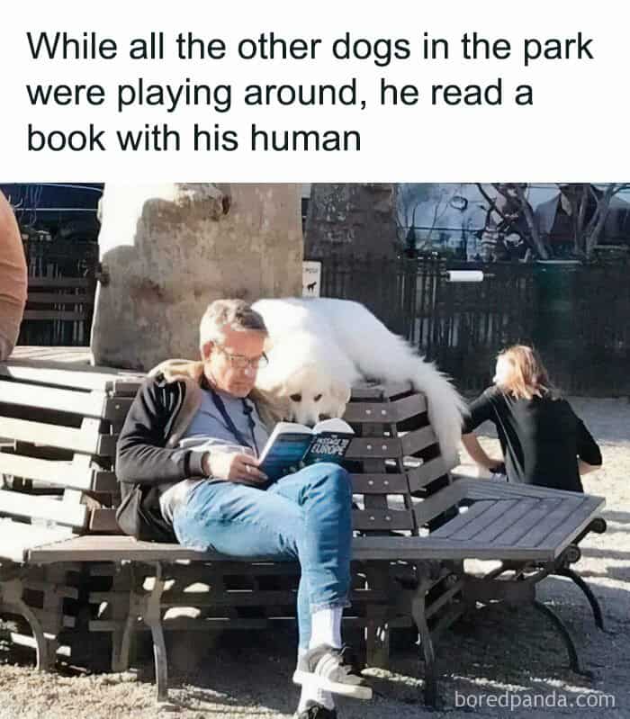 dog memes, wholesome dog memes, funny dog pictures: comedic canine snapshots, dog photo laughs, comedic dog images