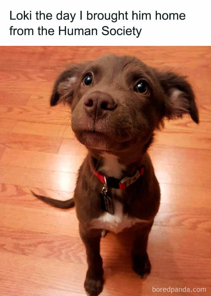 dog memes, wholesome dog memes, funny dog pictures: comedic canine snapshots, dog photo laughs, comedic dog images