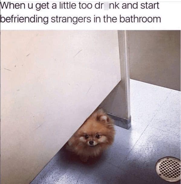 dog memes, pet jokes, canine humor, furry friends, pup memes, doggo humor, tail-wagging jokes