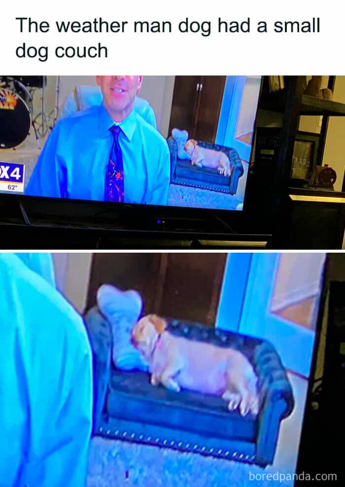 dog memes, wholesome dog memes, funny dog pictures: comedic canine snapshots, dog photo laughs, comedic dog images