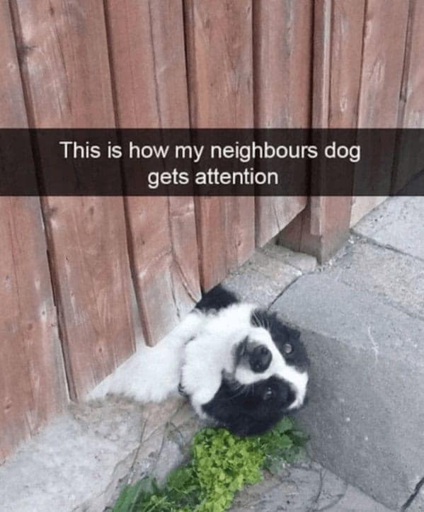 dog memes, pet jokes, canine humor, furry friends, pup memes, doggo humor, tail-wagging jokes