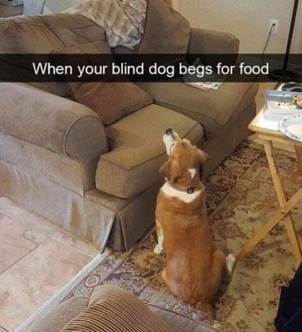 dog memes, pet jokes, canine humor, furry friends, pup memes, doggo humor, tail-wagging jokes