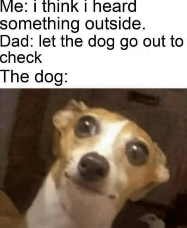 dog memes, pet jokes, canine humor, furry friends, pup memes, doggo humor, tail-wagging jokes