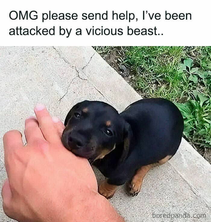 dog memes, wholesome dog memes, funny dog pictures: comedic canine snapshots, dog photo laughs, comedic dog images