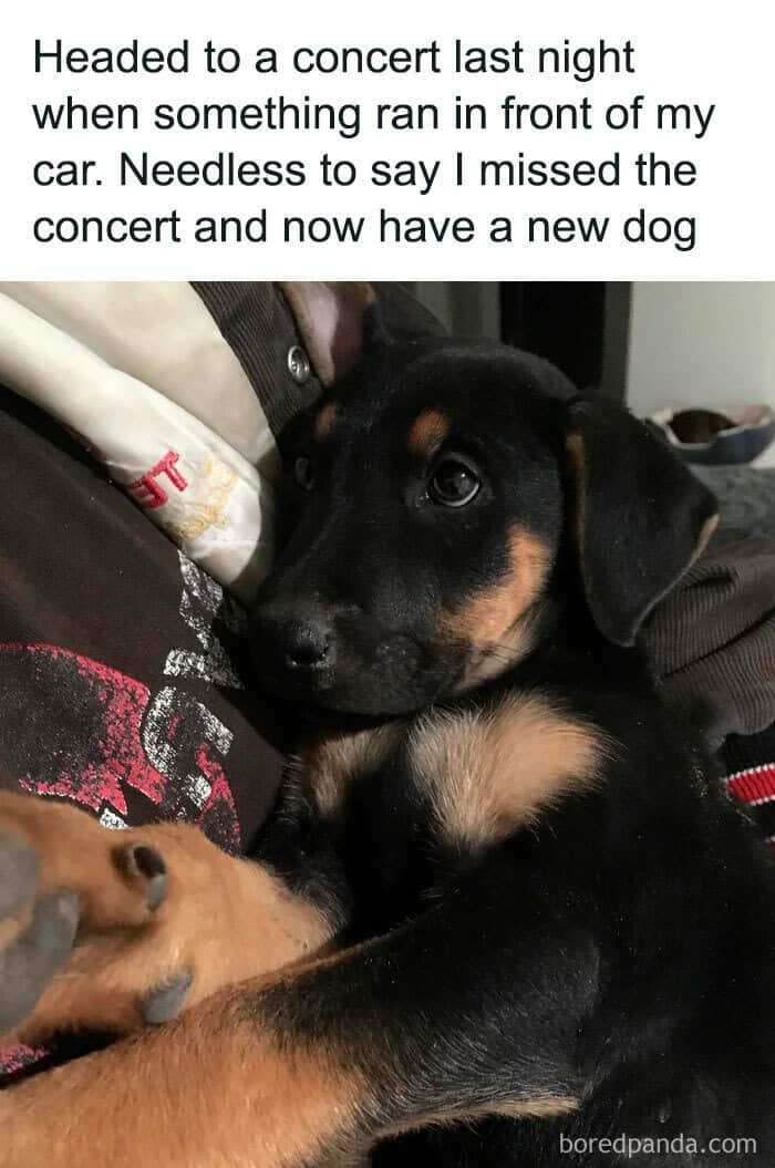 dog memes, wholesome dog memes, funny dog pictures: comedic canine snapshots, dog photo laughs, comedic dog images