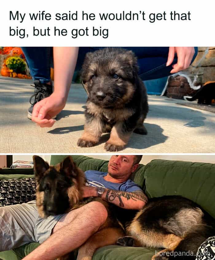 dog memes, wholesome dog memes, funny dog pictures: comedic canine snapshots, dog photo laughs, comedic dog images