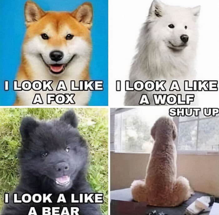 dog memes, wholesome dog memes, funny dog pictures: comedic canine snapshots, dog photo laughs, comedic dog images