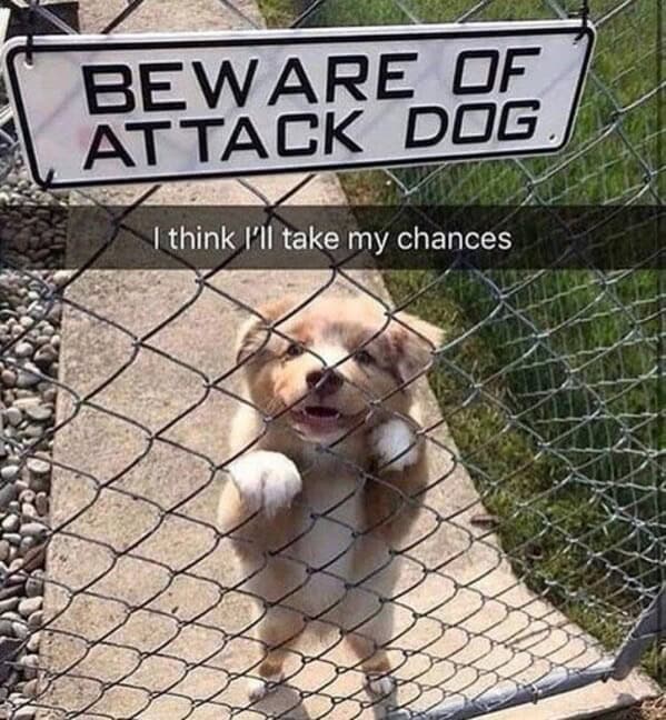 dog memes, pet jokes, canine humor, furry friends, pup memes, doggo humor, tail-wagging jokes