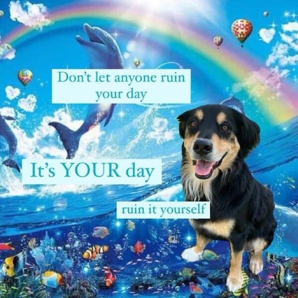 dog memes, pet jokes, canine humor, furry friends, pup memes, doggo humor, tail-wagging jokes