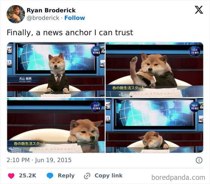 dog memes, wholesome dog memes, funny dog pictures: comedic canine snapshots, dog photo laughs, comedic dog images