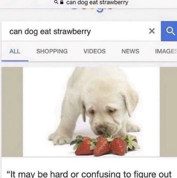 dog memes, pet jokes, canine humor, furry friends, pup memes, doggo humor, tail-wagging jokes