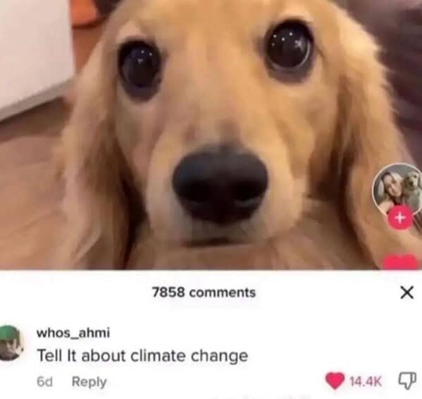 dog memes, pet jokes, canine humor, furry friends, pup memes, doggo humor, tail-wagging jokes