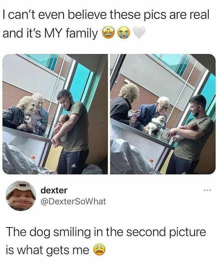 dog memes, wholesome dog memes, funny dog pictures: comedic canine snapshots, dog photo laughs, comedic dog images