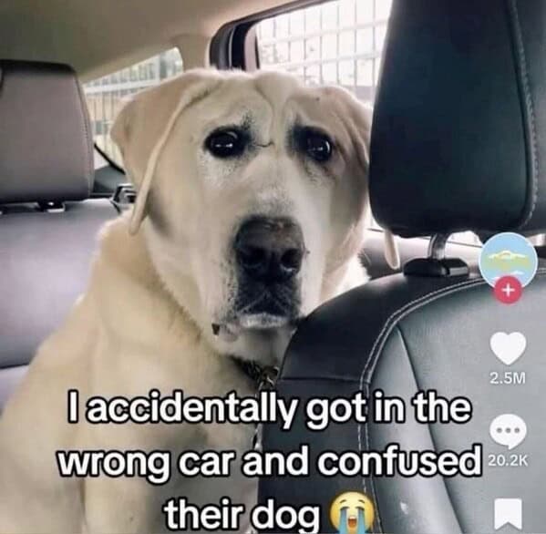 dog memes, pet jokes, canine humor, furry friends, pup memes, doggo humor, tail-wagging jokes