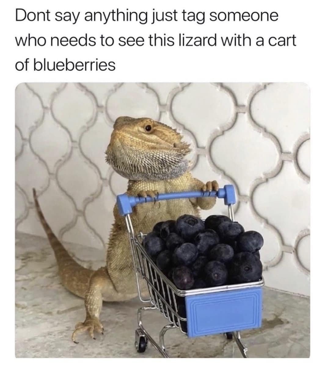 Dont say anything just tag someone who needs to see this lizard with a cart of blueberries