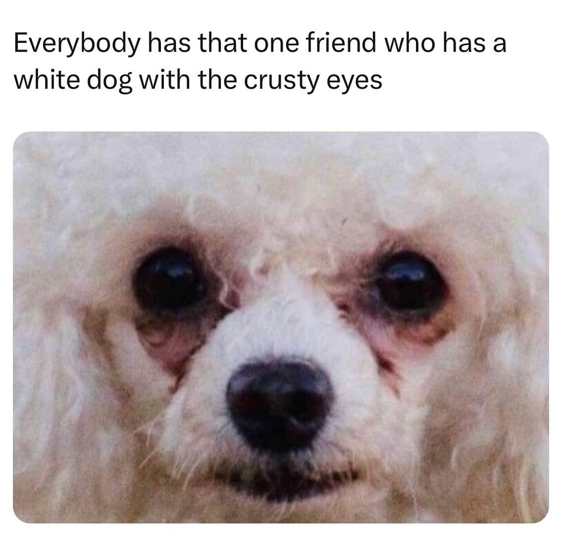 Everybody has that one friend who has a white dog with the crusty eyes