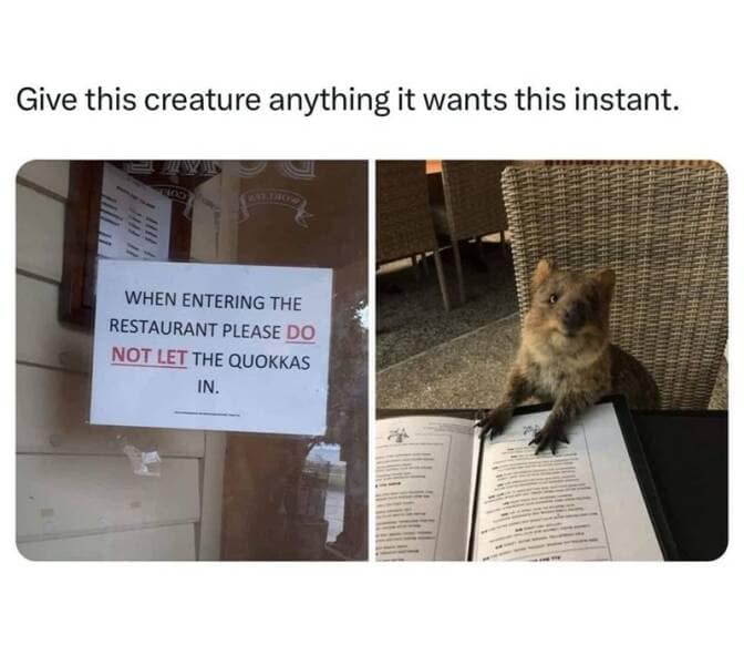 Give this creature anything it wants this instant.