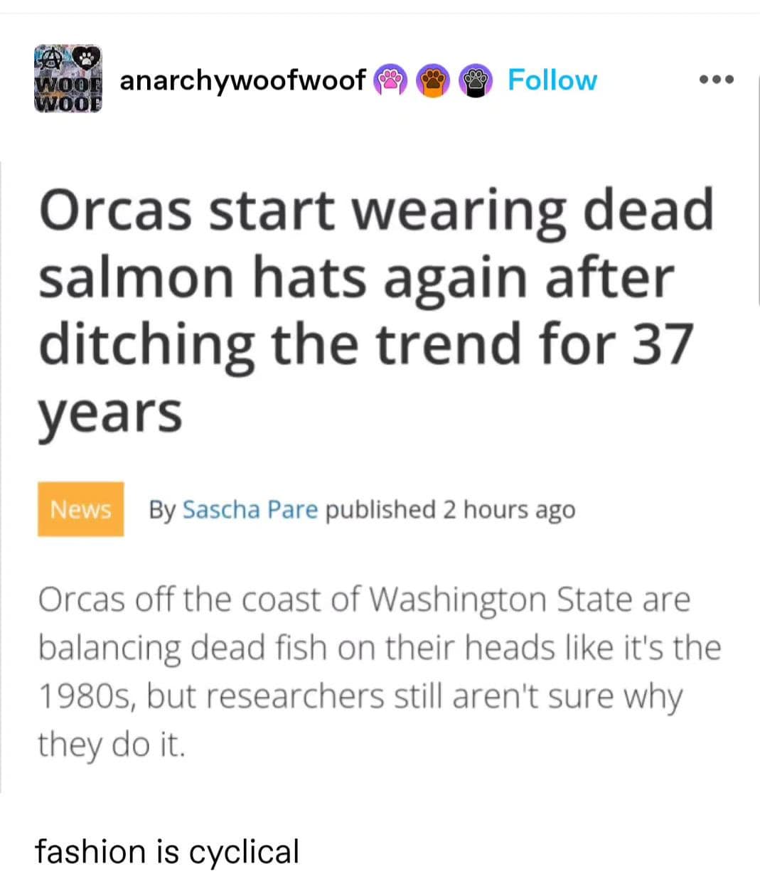 Orcas start wearing dead salmon hats again after ditching the trend for 37 years