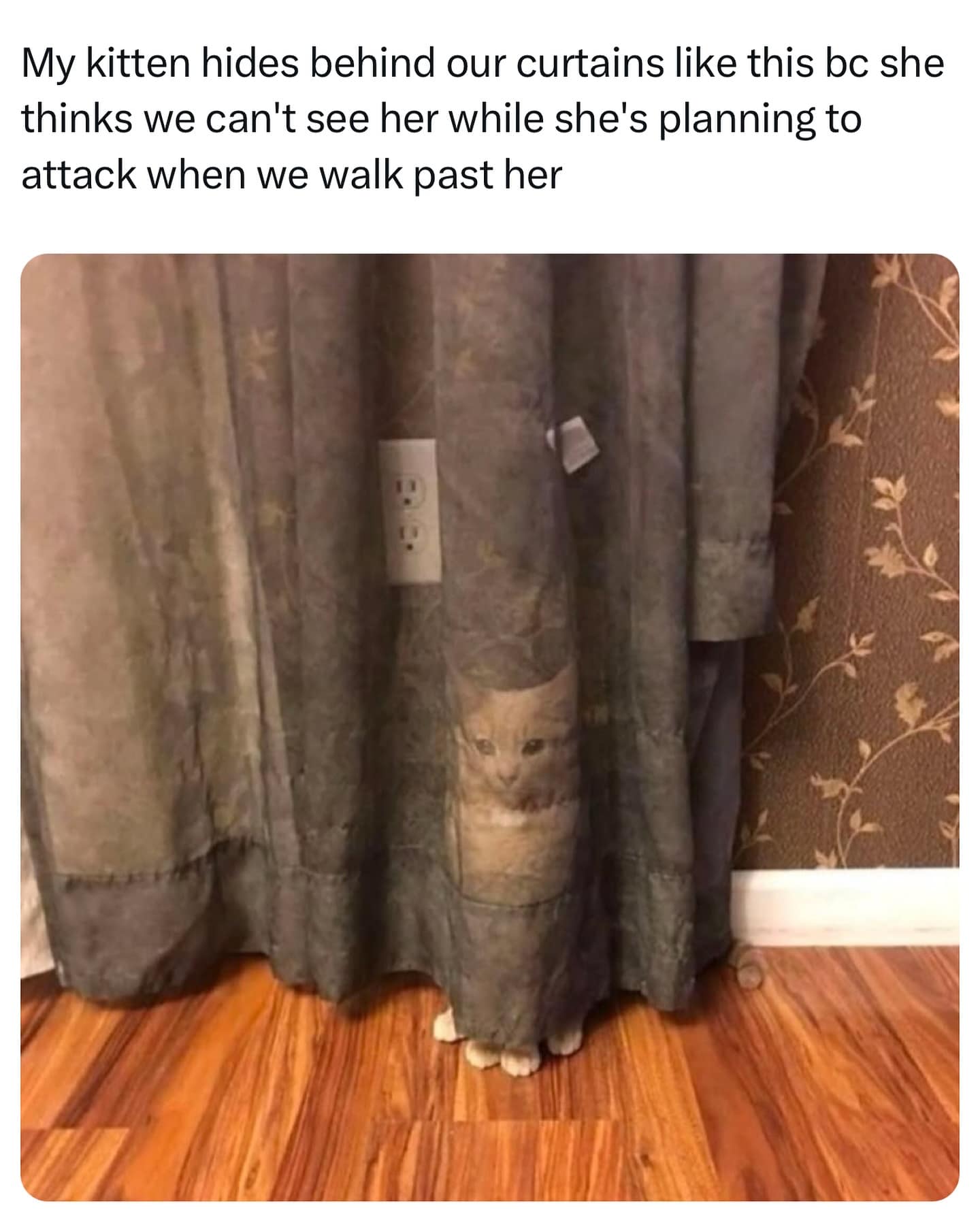 My kitten hides behind our curtains like this bc she thinks we can't see her while she's planning to attack when we walk past her