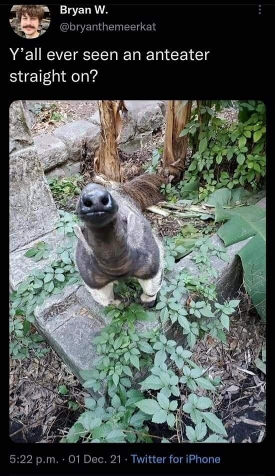 meme dump, funny memes, hilarious memes, internet humor, funny memes, laughter-inducing content, meme collection, humor compilation, joke repository