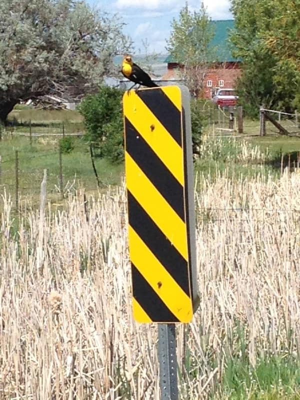 perfectly timed photos, funny pictures, awesome photography