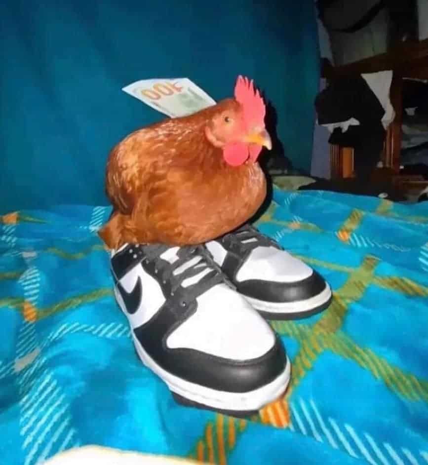 pics that go hard, funny pictures, intense visuals, shocking photography, bold image humor, edgy memes, rebellious comedic angles, subversive humor bits, outwardly radical jokes, radical images, visually extreme pics, mesmerizing snapshots, unorthodox photograph experiences, bizarre photos, uncanny camera captures, weird photography illusions, odd pictorial scenes