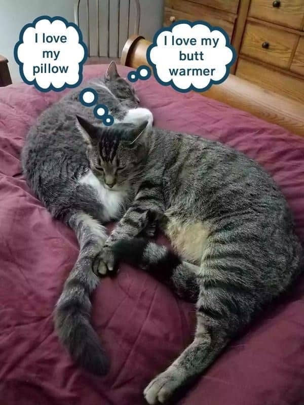 relationship memes, couple memes, Funny Relationship Memes, Couples Memes, Love Life Memes, Romantic Comedy Memes, Partnership Humor, Significant Other Jokes