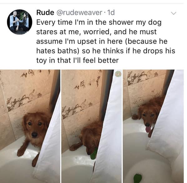 Every time I'm in the shower my dog stares at me, worried, and he must assume I'm upset in here (because he hates baths) so he thinks if he drops his toy in that I'll feel better